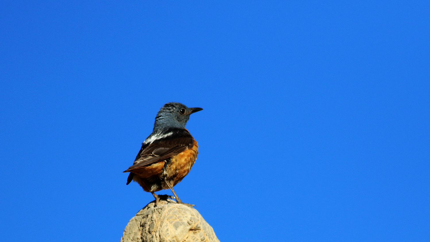 Rufous-tailed Rock-Thrush